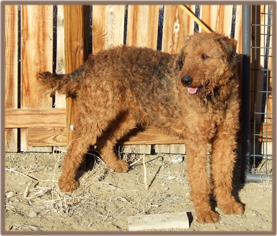 Red airedale sales